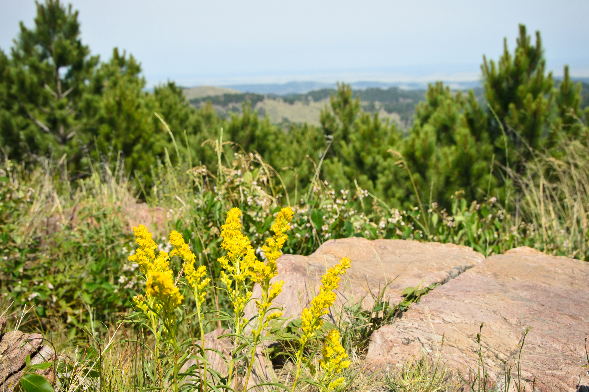 black hills national forest, south dakota.webp